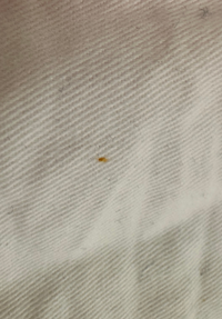 Whitecliff Cropped Women's Deck Shirt XS - White/Pink/Blue #667